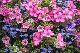 Pink Petunias and Blue Lobelia