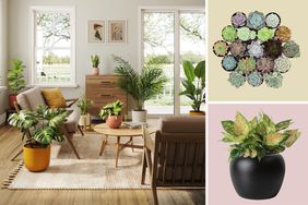 Composite of indoor houseplants