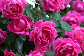 Rose bush after a rain shower