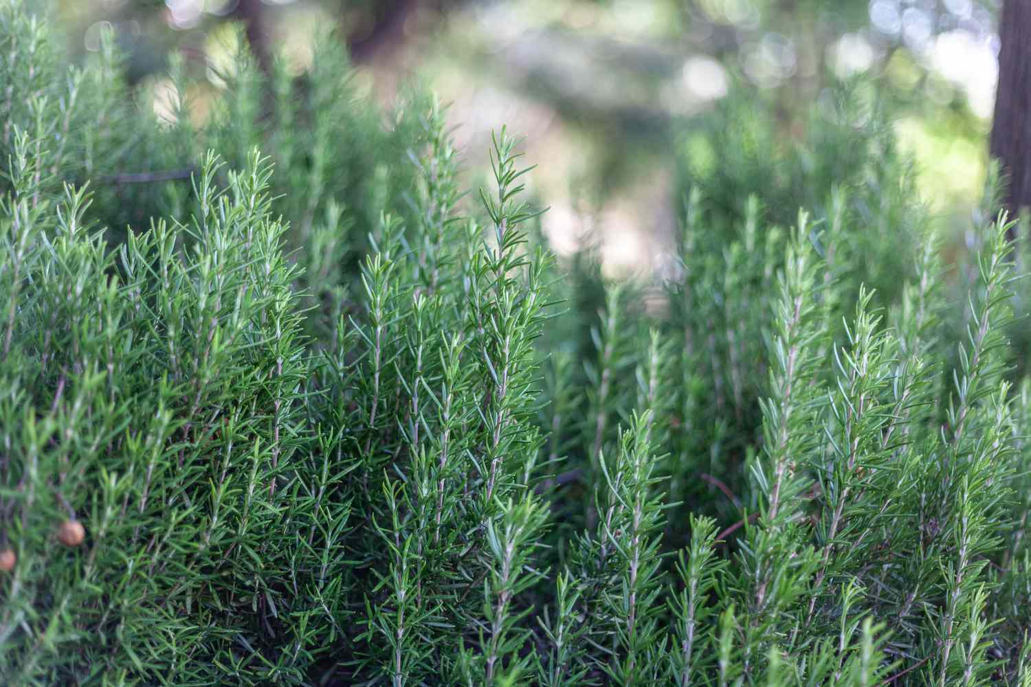 A row of rosemary in a garden