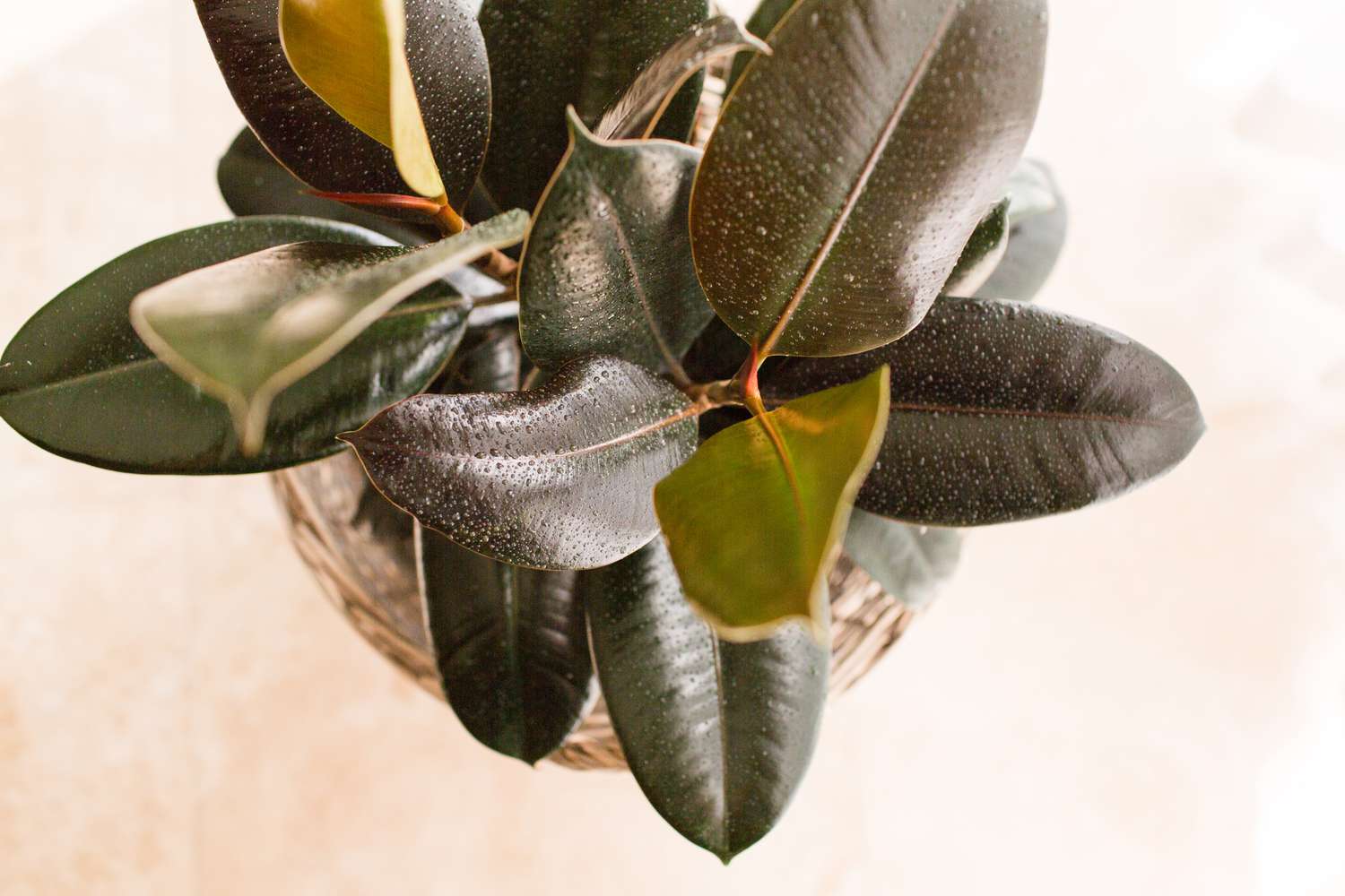 potted rubber tree plant seen from above