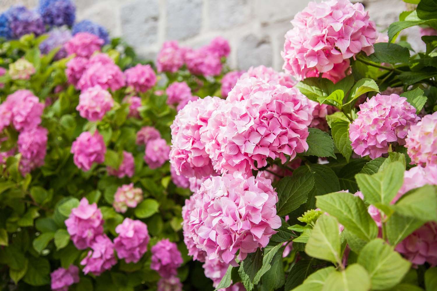 pink hydrangea bush