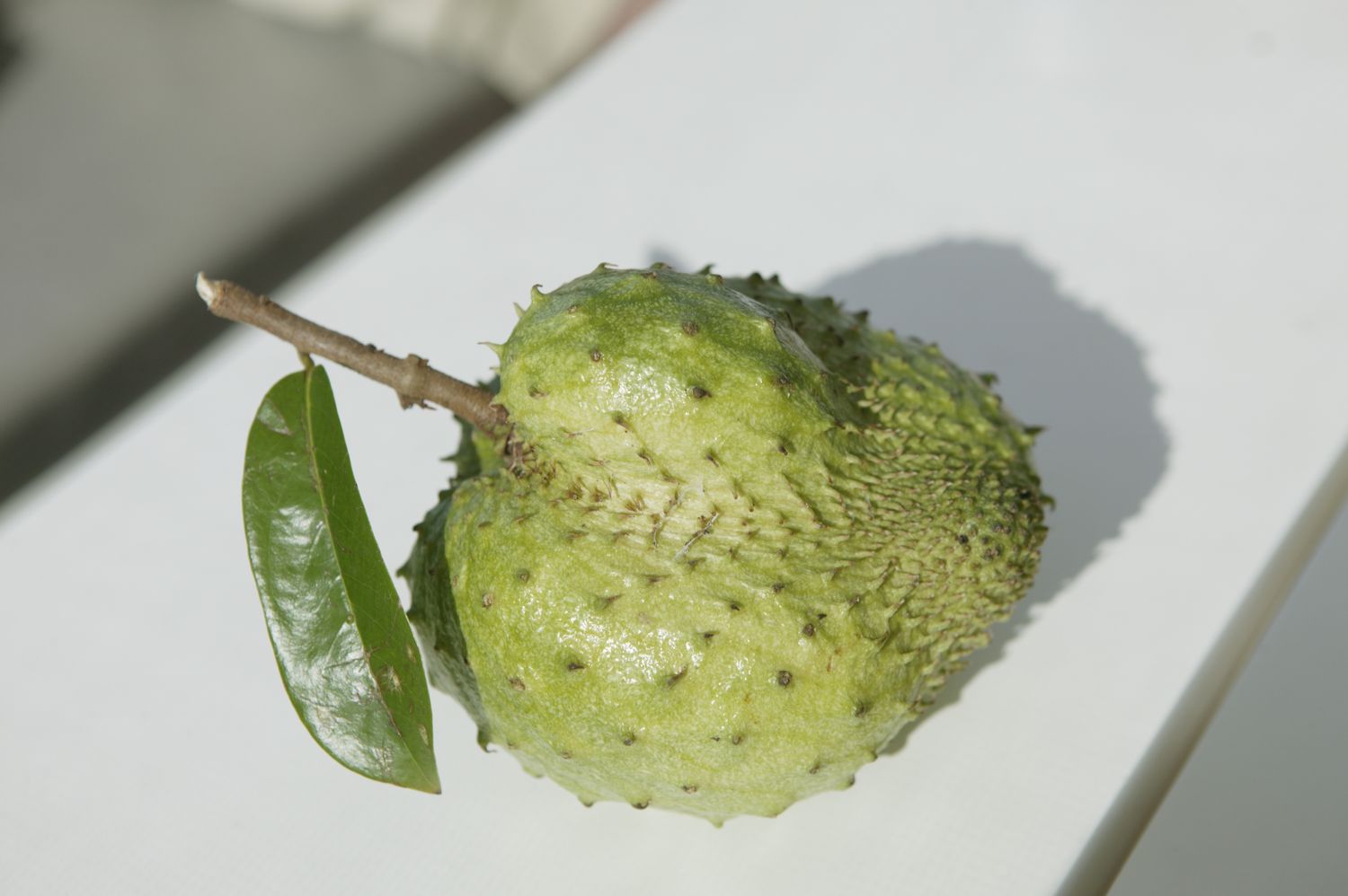 Soursop fruit