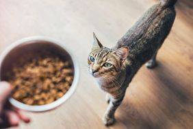 cat looking at hand holding food