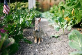 wild rabbit in garden